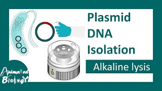 Plasmid DNA isolation  Alkaline lysis method  molecular biology [upl. by Zonda]