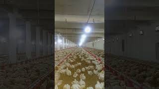 poultry farm broilerchicks poultryfarming birdslover goldenmisrifarming [upl. by Hairakcaz]