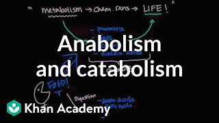 Overview of metabolism Anabolism and catabolism  Biomolecules  MCAT  Khan Academy [upl. by Dnomrej]