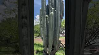 Mexican Fence Post Cactus  Pachycereus Marginatus   Shorts  Cool Places [upl. by Patrica]