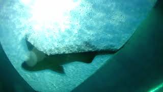 Serpent Slide at Atlantis Aquaventure Bahamas POV [upl. by Edana]