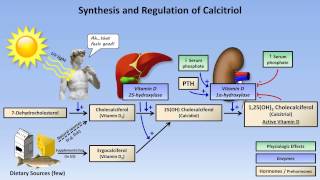 Calcium and Phosphate Metabolism [upl. by Victor648]