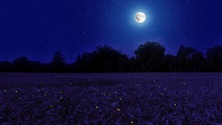 Night Ambience on a Barley Field Crickets Chirping and Wind Sounds  Summer Full Moon [upl. by Nivram300]