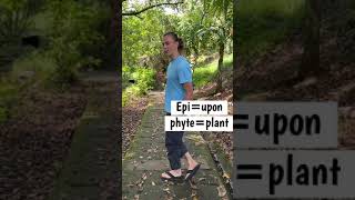 What is an Epiphyte See Examples in Nature [upl. by Jamel952]