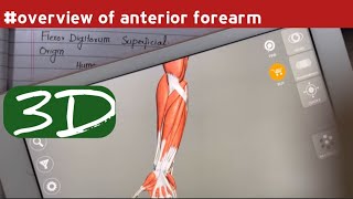 Anterior compartment of forearm  Overview  Flexor Muscle of forearm  Doctor Speedy [upl. by Daj]