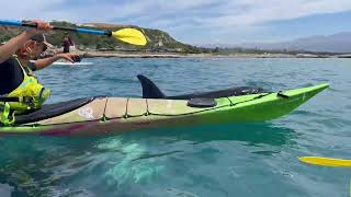 OMG Orca Emma and Kaikoura Kayaks Crew [upl. by Atnamas204]