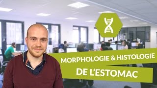 Physiologie digestive Morphologie et histologie de l’estomac  Physiologie  digiSchool [upl. by Eremahs]