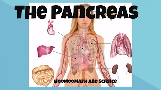 Pancreas function and location [upl. by Haral]