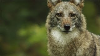 Meet the Coywolf A New Hybrid Carnivore Roams the City  MetroFocus [upl. by Hitt520]