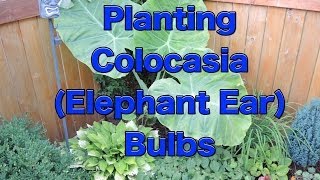 Planting Colocasia Esculenta Bulbs [upl. by Aysahc]