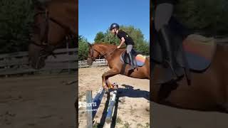 Dienstag spring Training in Alt Zeschdorf ❤️ music song rock sorts horse reiten viral pony [upl. by Ludvig]