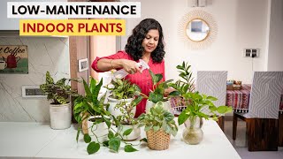 10 Low Maintenance Indoor Plants for Your Home  Easy House Plants Care Tips [upl. by Aurore557]