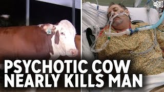 Psychotic cow attacked man twice and nearly killed him [upl. by Hailat293]