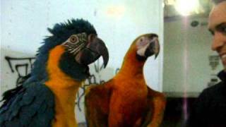 Macaws Saying Hello  Our Birds [upl. by Anilec]