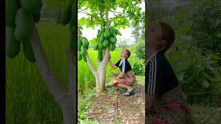 รถน้ำดกมากมะละกอ🤣 Give papaya juice Papayas are very plentiful haha funny shorts มะละกอ [upl. by Eri]