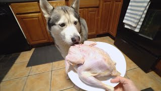 Husky vs 5 Pound Whole Pheasant ASMR [upl. by Quigley]