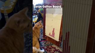 cats vs large galton board math toy 😎 shorts [upl. by Noiram]