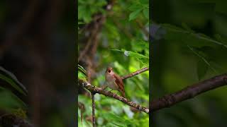 Beautiful Nightingale song 28 04 2024 Dordogne [upl. by Fredel]