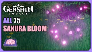 ALL 75 Sakura Bloom Locations  Efficient Farming Route  Genshin Impact [upl. by Anafetse444]