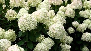 Hydrangea paniculata Grandiflora [upl. by Llenahs559]