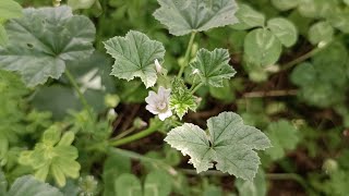 MALVA DOMESTICA  Malva neglecta Malvaceae [upl. by Cora]