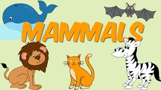 Mammals  Learn About Animals For Kids [upl. by Akenat117]