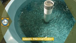 Fish Hatchery  Daniel Wyoming [upl. by Anua]