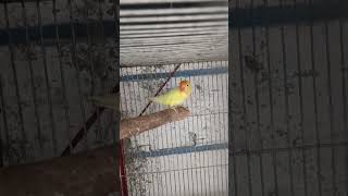 Creamino Lovebird lovebird lutinolovebirds [upl. by Immaj]