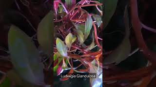 Ludwigia Glandulosa aquascapers plantedtanks aquascapeaquarium liviaqua plant [upl. by Corella]