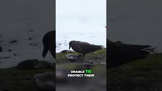 Giant Petrels shortsviral animals shortsanimals shorts [upl. by Frager]