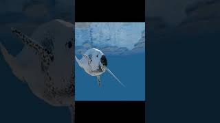 Interesting facts about Narwhals  AnimalsAndPets [upl. by Nylodam]