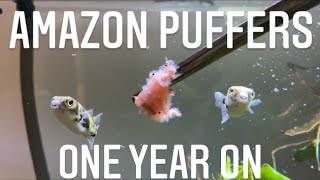 Amazon Puffer Care Guide  Glass Surfing Keep BeakTeeth Trimmed And Tank Mates Colomesus Asellus [upl. by Florencia]