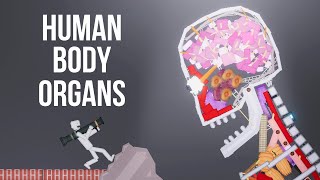 Human Body Organs vs People in People Playground 124 [upl. by Nnasus]