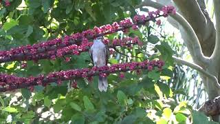 Noisy Miner Bird is tempted by Umbrella Tree Flowers Aussie Wildlife Trail Cam Queensland Australia [upl. by Eeleak287]