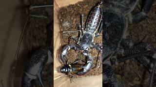 Giant vinegaroon Mastigoproctus giganteus hunts black cricket [upl. by Eannej]