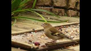 29 soorten vogels in de tuin [upl. by Donelu798]