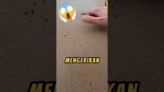 Menemukan PERANGKAP Di Pantai❗😱 xfindings videoshorts pantai shorts [upl. by Ahseer32]