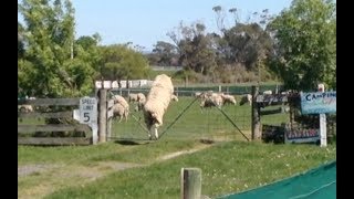 Amazing high jumping sheep [upl. by Nork453]