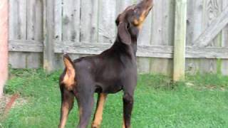 5 Month Old Doberman Puppy Barking [upl. by Nilecoj]