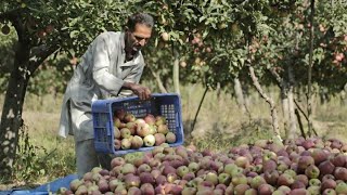 Top 10 Largest Apple Producing Countries In The World [upl. by Kcajyllib]