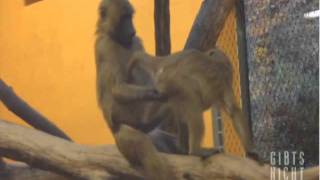 Monkey Gets His Nuts Cracked [upl. by Dov]