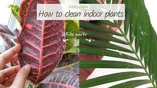 How to Properly Clean Indoor Plants  Garden Up [upl. by Aric]