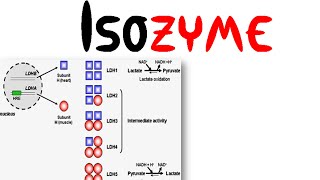 Isozyme [upl. by Eniamurt]