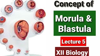 Concept of Morula and Blastula Lecture 5 [upl. by Sheila]