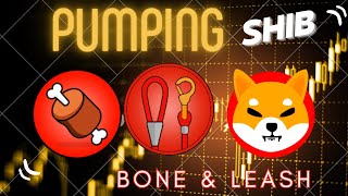 SHIBARMY SHIB BONE SHIBASWAP amp LEASH PUMPING [upl. by Yadahs]