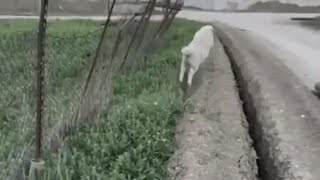 Sheep Gets Stuck Jumps Back in Trench [upl. by Stambaugh937]