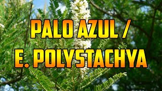 PARA QUE SIRVE🌿PALO AZUL🌿BENEFICIOS🌿Eysenhardtia polystachya🌿PROPIEDADES USOS MEDIDICINALES🌿REMEDIO [upl. by Pietra]