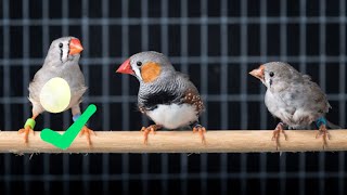 Pegnant finch behavior how to identify pregnant finch [upl. by Kahn]