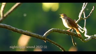 🐦 nightngale sound 2022 i 🐦 in 4K  UHD 🐦 by ani male [upl. by Mitzi]