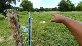 Successful rotational grazing with great results [upl. by Asilegna]